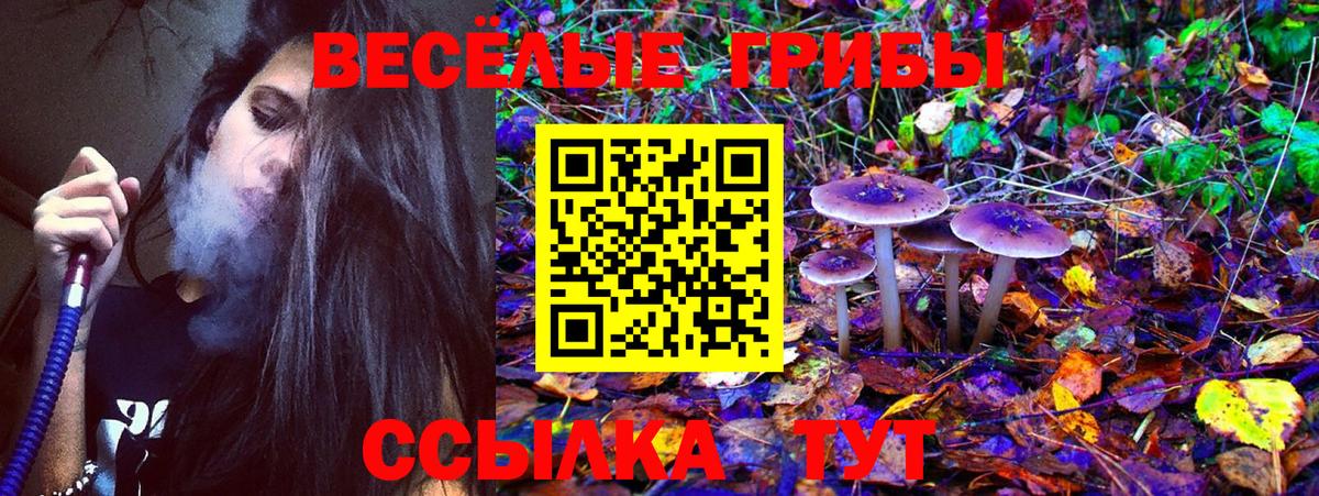 Галлюциногенные грибы Psilocybine cubensis Гурьевск